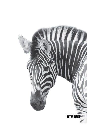 Sešit 554 Safari A5, linkovaný, 52 listů Zebra