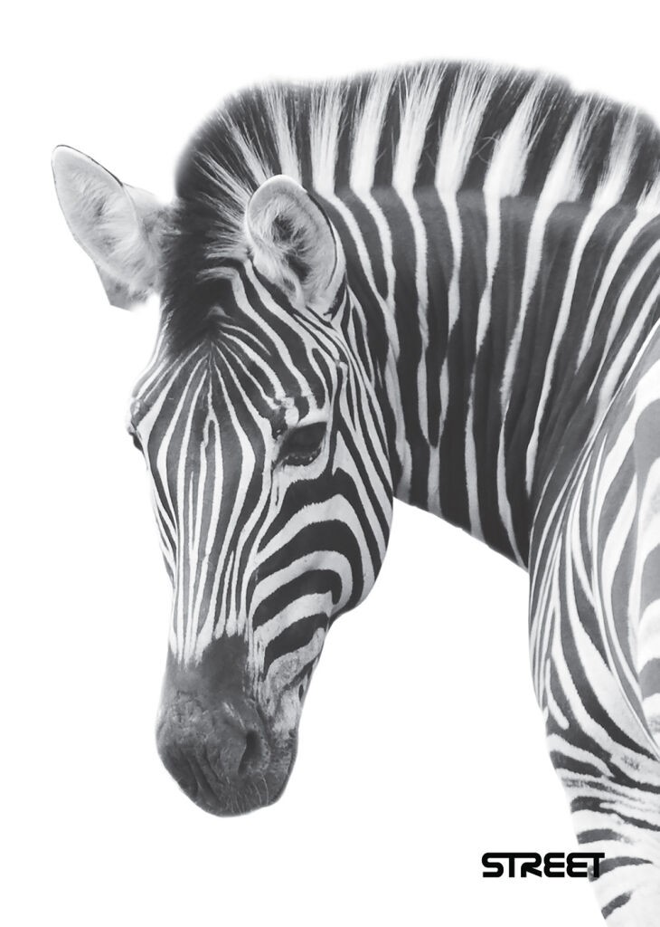 Sešit 454 - A4, linkovaný, 56 listů Safari Zebra