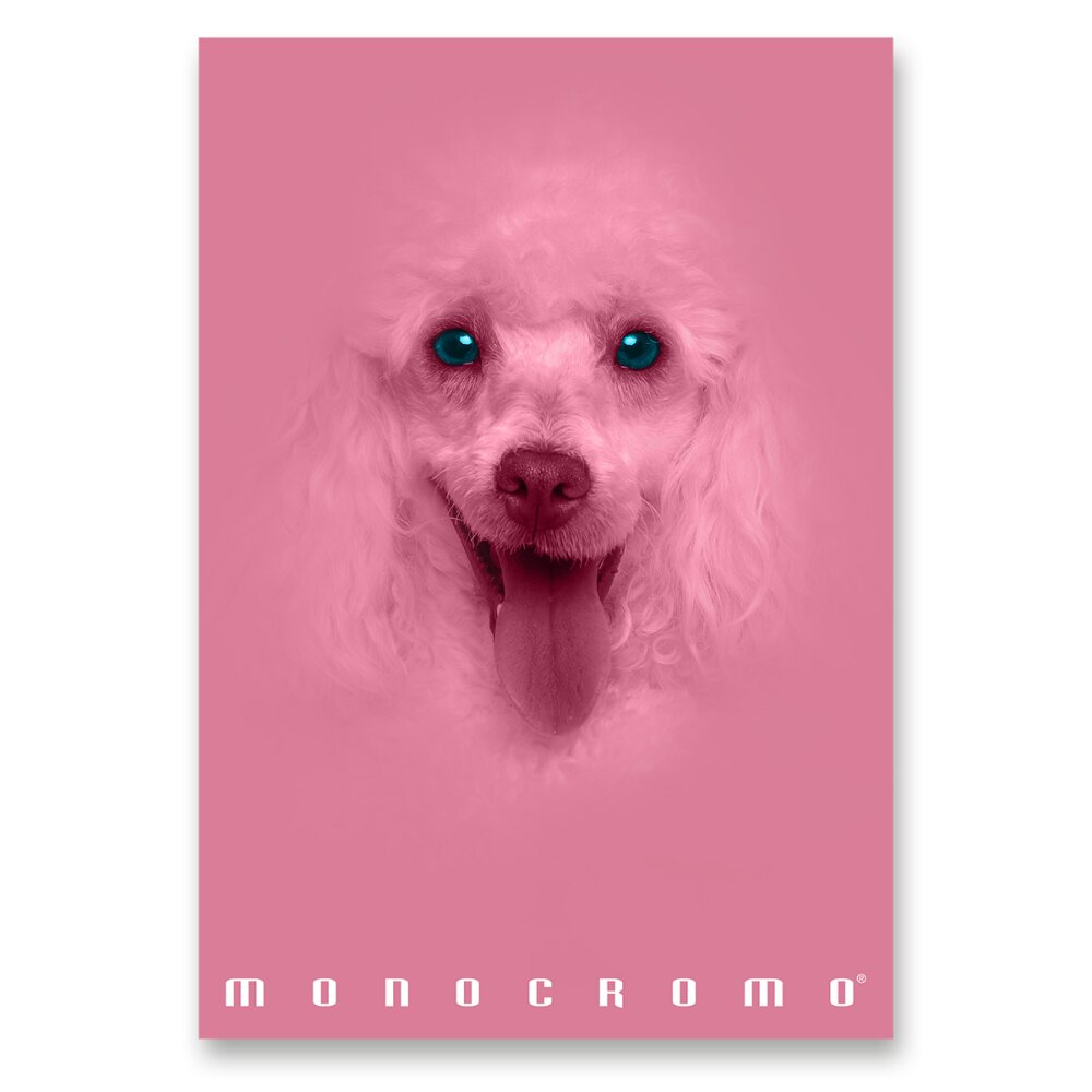 Školní sešit Pigna Monocromo Pink - A4, linkovaný, 38 listů Pes